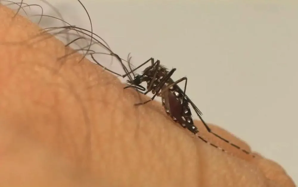 Mudanças climáticas já causam aumento de doenças infecciosas no país